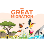 Australia | Welcome to the August Insentragram - The Great Migration